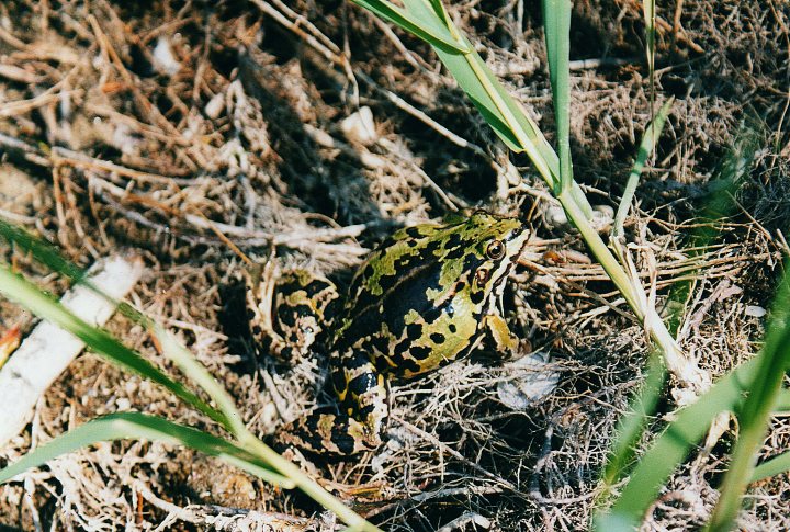 Pelobates fosco? Rana verde, Pelophylax sp.